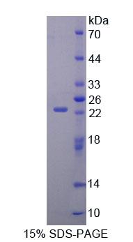 Recombinant Glutamate Receptor, Ionotropic, AMPA 3 (GRIA3)