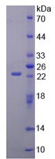 Recombinant Glutamate Receptor, Ionotropic, AMPA 3 (GRIA3)