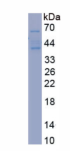 Recombinant Glutamate Receptor, Ionotropic, N-Methyl-D-Aspartate 2A (GRIN2A)