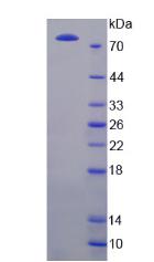 Recombinant Glutamate Receptor, Ionotropic, N-Methyl-D-Aspartate 2B (GRIN2B)