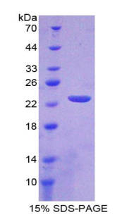 Recombinant Interleukin 1 Zeta (IL1z)