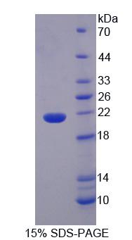 Recombinant Interleukin 1 Epsilon (IL1e)