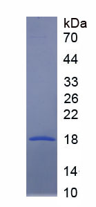 Recombinant Complement Component 1, Q Subcomponent Like Protein 1 (C1qL1)