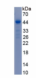 Recombinant Complement Component 1, Q Subcomponent C (C1qC)