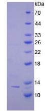 Recombinant Catenin Beta Interacting Protein 1 (CTNNbIP1)