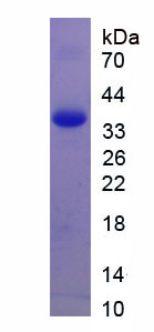 RPE914Mu01.jpg