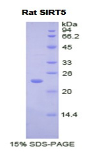 Recombinant Sirtuin 5 (SIRT5)