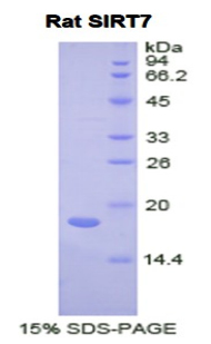 Recombinant Sirtuin 7 (SIRT7)