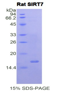 Recombinant Sirtuin 7 (SIRT7)