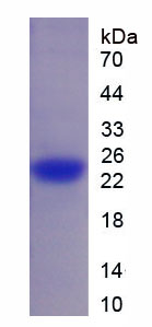 Recombinant A Kinase Anchor Protein 3 (AKAP3)