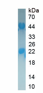 Recombinant Eukaryotic Translation Initiation Factor 3F (EIF3F)