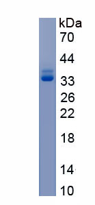 Recombinant Eukaryotic Translation Elongation Factor 1 Alpha 2 (EEF1a2)