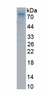 Recombinant Splicing Factor, Proline/Glutamine Rich (SFPQ)