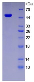 Recombinant Ubiquitin Specific Peptidase 10 (USP10)