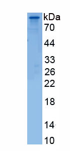 Recombinant Ubiquitin Specific Peptidase 10 (USP10)
