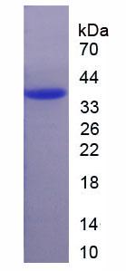 Recombinant Fucosyltransferase 2 (FUT2)