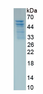 Recombinant Aurora Kinase B (AURKB)