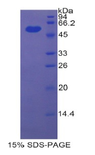 Recombinant Ectonucleotide Pyrophosphatase/Phosphodiesterase 1 (ENPP1)