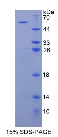Recombinant Brain Specific Angiogenesis Inhibitor 3 (BAI3)