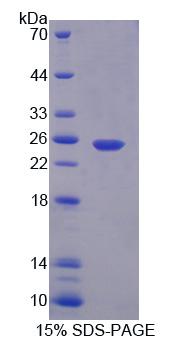 Recombinant Calpain 7 (CAPN7)