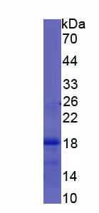 Recombinant Chloride Intracellular Channel Protein 4 (CLIC4)