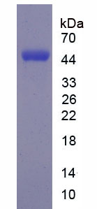 Recombinant Coatomer Protein Complex Subunit Beta 1 (COPb1)