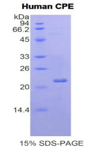 Recombinant Carboxypeptidase E (CPE)