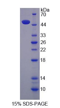 Recombinant Cullin 9 (CUL9)