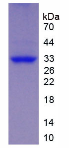 Recombinant Spondin 2 (SPON2)
