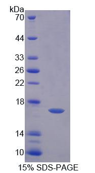 Recombinant Fatty Acid Desaturase 3 (FADS3)