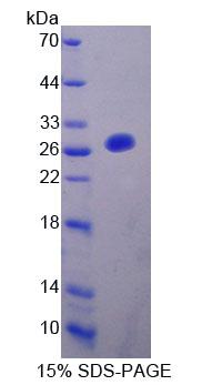 Recombinant Fibulin 7 (FBLN7)