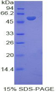 Recombinant Kinesin Family, Member 5A (KIF5A)