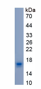 Recombinant Kisspeptin Receptor (KISS1R)