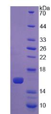 Recombinant Lysyl Oxidase Like Protein 2 (LOXL2)