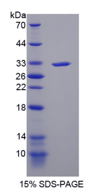 Recombinant Lysyl Oxidase Like Protein 4 (LOXL4)