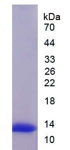 Recombinant Uncoupling Protein 1, Mitochondrial (UCP1)