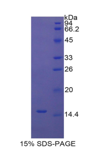 RPF557Ra01.jpg