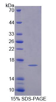 Recombinant Uroplakin 2 (UPK2)