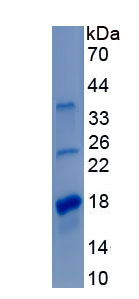 Recombinant YY1 Transcription Factor (YY1)
