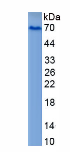 Recombinant YY1 Transcription Factor (YY1)