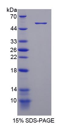 Recombinant Phosphodiesterase 4D, cAMP Specific (PDE4D)