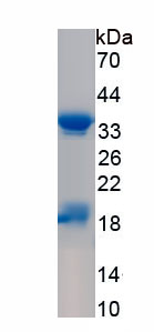Recombinant Nucleophosmin 2 (NPM2)