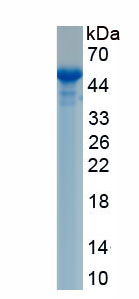 Recombinant Neurexin 3 (NRXN3)