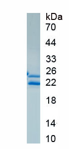 Recombinant Neurexophilin 4 (NXPH4)