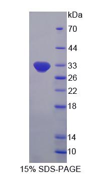 RPF691Hu01.jpg