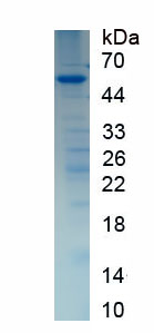 Recombinant Phosphatase And Tensin Homolog (PTEN)