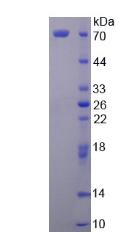 Recombinant Secretogranin II (SCG2)