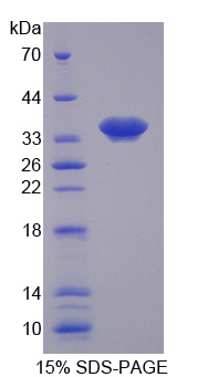 Recombinant Nesprin 1 (Nesp1)