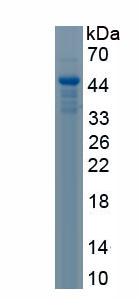 Recombinant Deiodinase, Iodothyronine, Type III (DIO3)