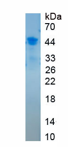 Recombinant Purinergic Receptor P2X, Ligand Gated Ion Channel 7 (P2RX7)